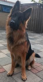 Oud Duitse herder, Dieren en Toebehoren, Honden | Herdershonden en Veedrijvers, Reu, 1 tot 2 jaar, Eén hond, Herder