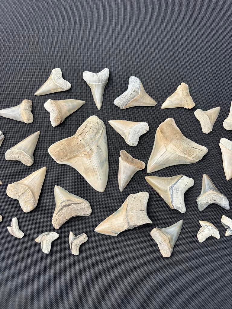 Haaientanden collectie Lee Creek, Verzamelen, Ophalen of Verzenden