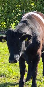 Lakenvelder ossen, 0 tot 2 jaar