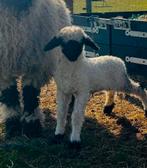Walliser Schwarznase ramlammetjes, Mannelijk, Schaap, 0 tot 2 jaar