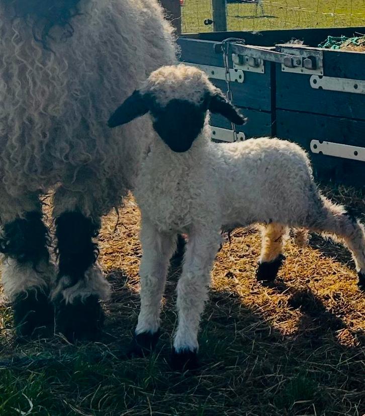 Walliser Schwarznase ramlammetjes, Dieren en Toebehoren, Schapen, Geiten en Varkens, Schaap, Mannelijk, 0 tot 2 jaar