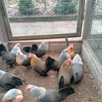 Hollandse krielen, Dieren en Toebehoren, Pluimvee, Vrouwelijk, Kip