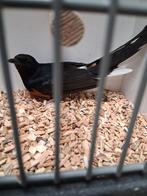 Vele soorten vogels zaterdag geopend tropen wildzang kanarie, Meerdere dieren