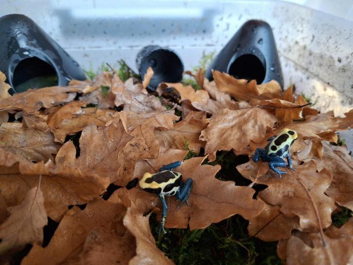 Dendrobates tinctorius Patricia Frog - unknown for sale from ReBo Animals