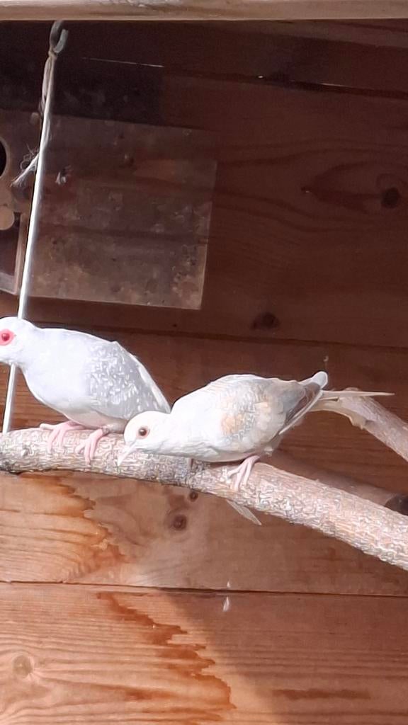 Diamantduif jong, Geslacht onbekend