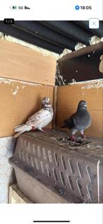 Duif/ duiven, Meerdere dieren, Overige soorten