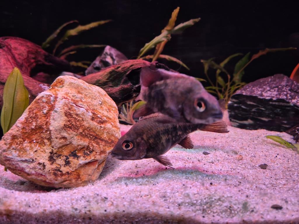 Koppel Ptychochromis loisellei  cichlide

(Uiterst zeldzaam), Vis