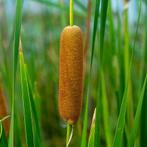 Rietsigaar, Ophalen of Verzenden, Nieuw