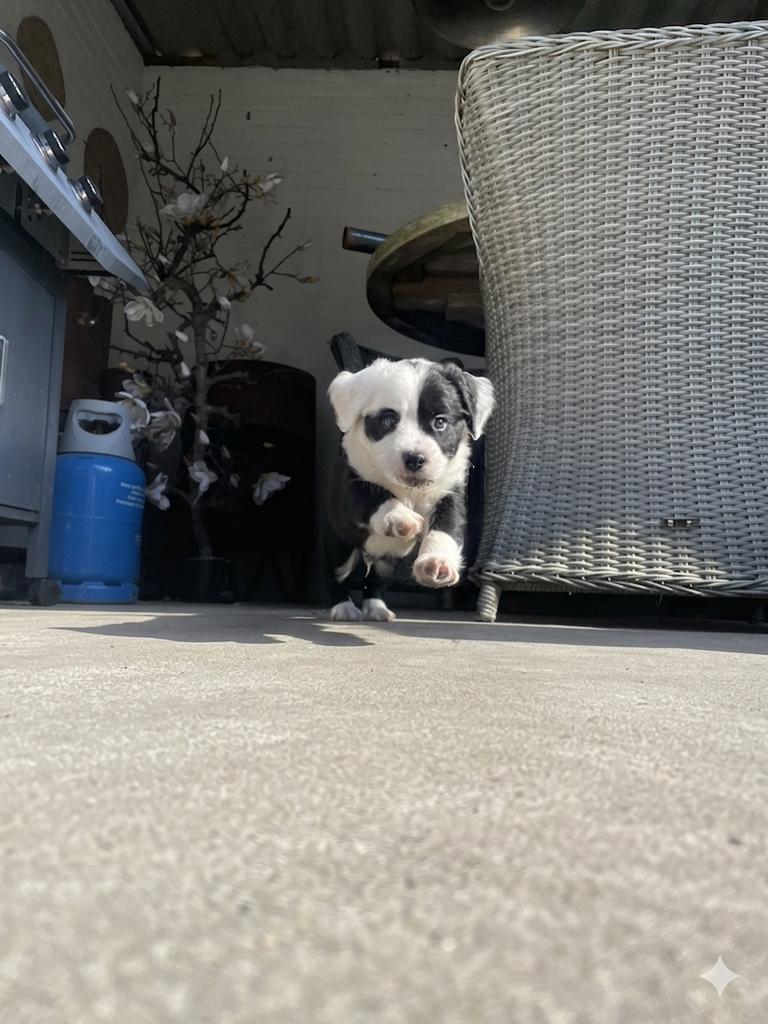 Barry & Sientje (Heidewachtel x Pointer) pups, 8 tot 15 weken, Pointer, Parvo, Meerdere