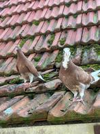 Birmingham rollers duo, Geslacht onbekend, Tuimelaar of Roller