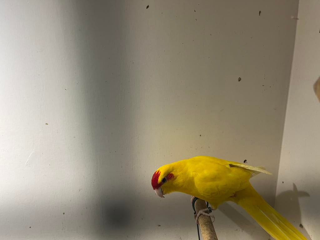 Koppel kakariki, Dieren en Toebehoren, Meerdere dieren, Parkiet