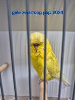 Engelse grasparkieten  2 poppen, Meerdere dieren, Parkiet