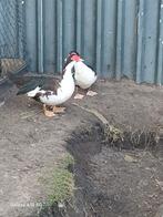 Kaapse eend broedeieren, Dieren en Toebehoren, Pluimvee, Geslacht onbekend, Eend