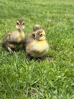 Indische loopeenden te koop, Dieren en Toebehoren, Pluimvee, Geslacht onbekend, Kip