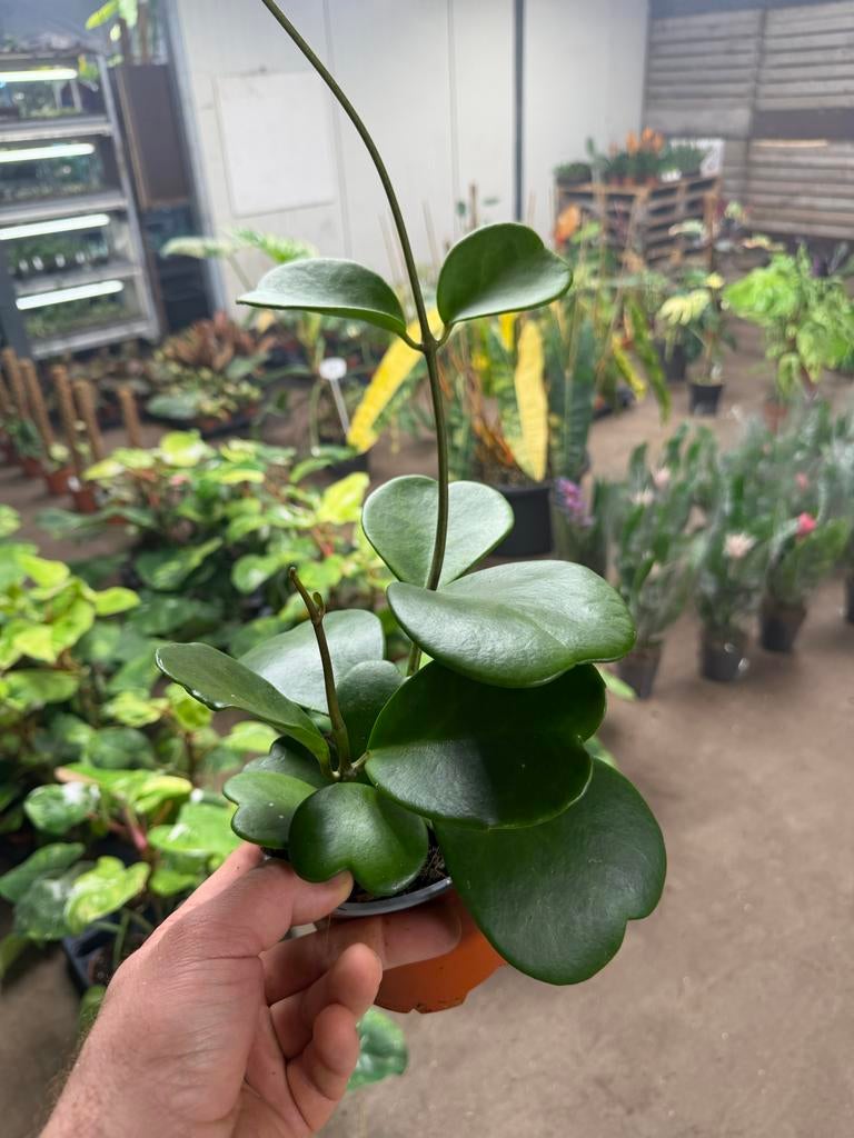 Hoya Kerii - Hartjesplant in 12 cm pot, Huis en Inrichting, Kamerplanten, Overige soorten, In pot, Minder dan 100 cm, Groene kamerplant