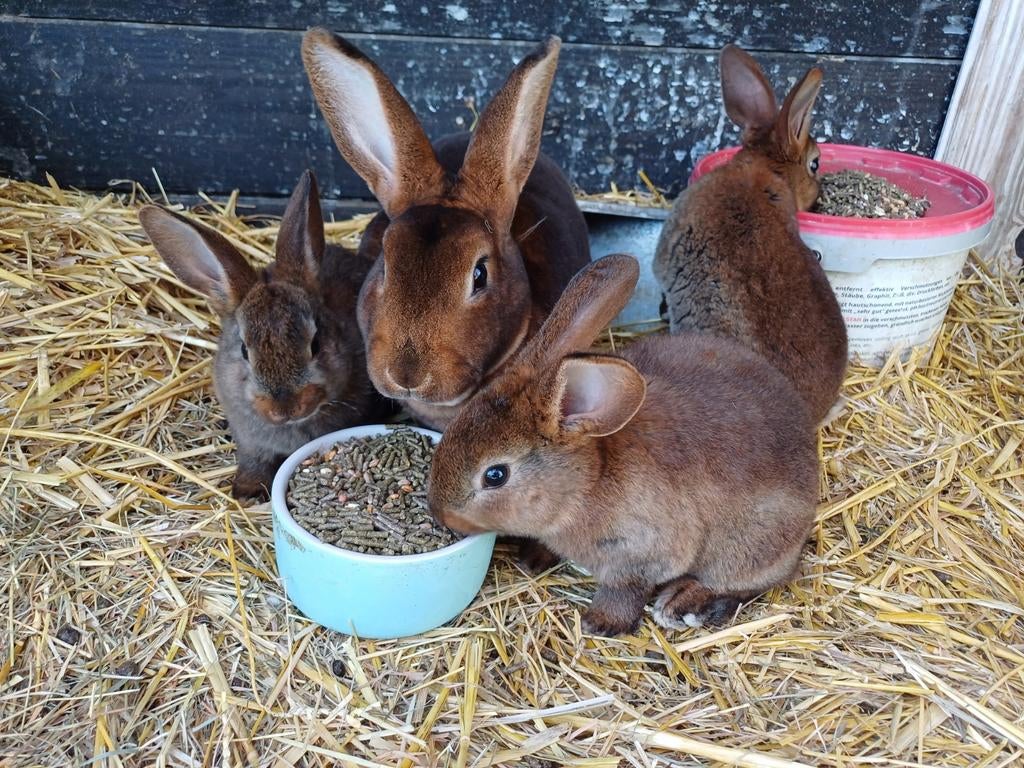Jonge Rex konijn, 1 ram beschikbaar, Mannelijk, Middelgroot, 0 tot 2 jaar