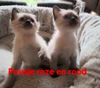 Nog 1 vrouwtje 75% siamees 25% ragdoll, Meerdere dieren, Ontwormd, 0 tot 2 jaar