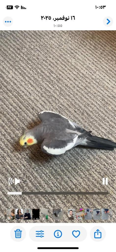 Valkparkiet vermist, Dieren en Toebehoren, Mannelijk, Parkiet
