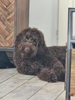 Lieve reu pup Coco (8 maanden) zoekt een gouden mandje, 15 weken tot 1 jaar, Parvo, Eén hond, Nederland