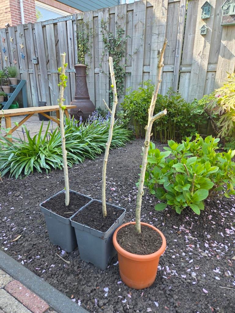 3 Hibiscus planten 60 cm, Volle zon, Vaste plant, Zomer, Ophalen