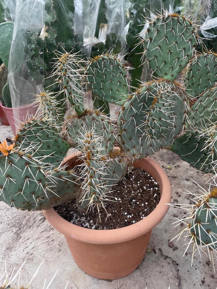 Cactus Opuntia Macrorhiza  var Chloe, Huis en Inrichting, Kamerplanten, Cactus, Minder dan 100 cm, Bloeiende kamerplant, Volle zon