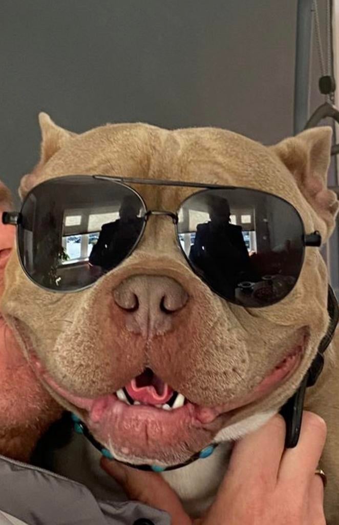 Gezocht: American bully pup (pocket/ extreem), Overige rassen, 8 tot 15 weken, Teef, Parvo