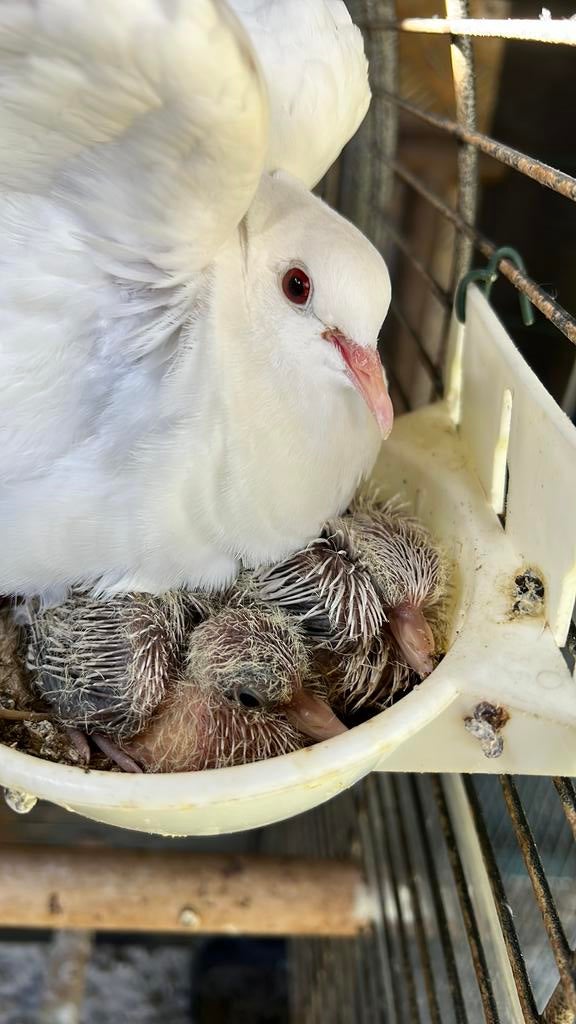 Tortels (lach duifjes), Meerdere dieren, Overige soorten