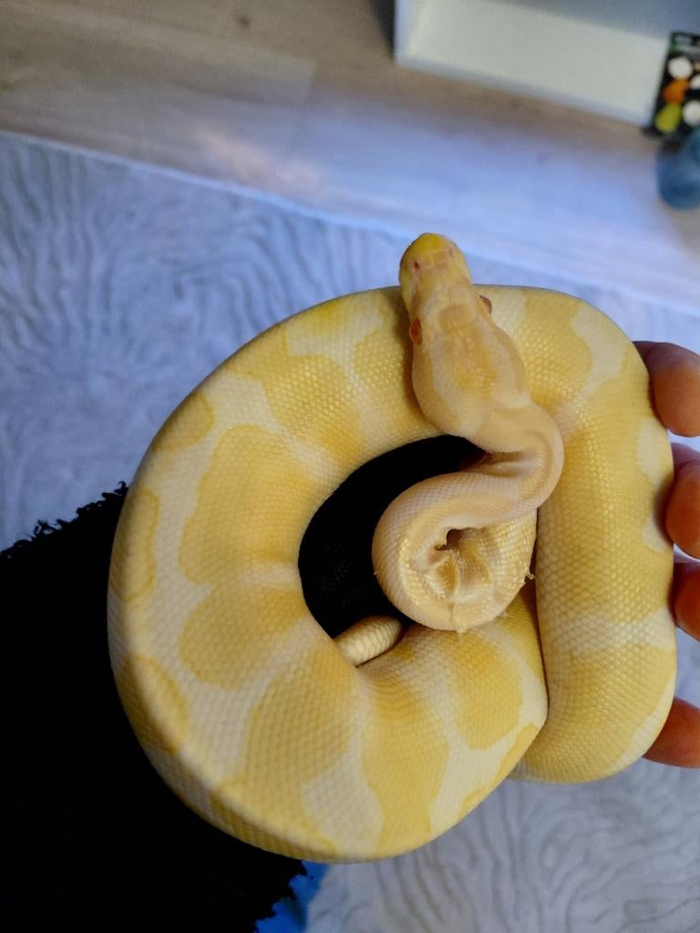 Ball python mannetje, Dieren en Toebehoren, Slang, 0 tot 2 jaar