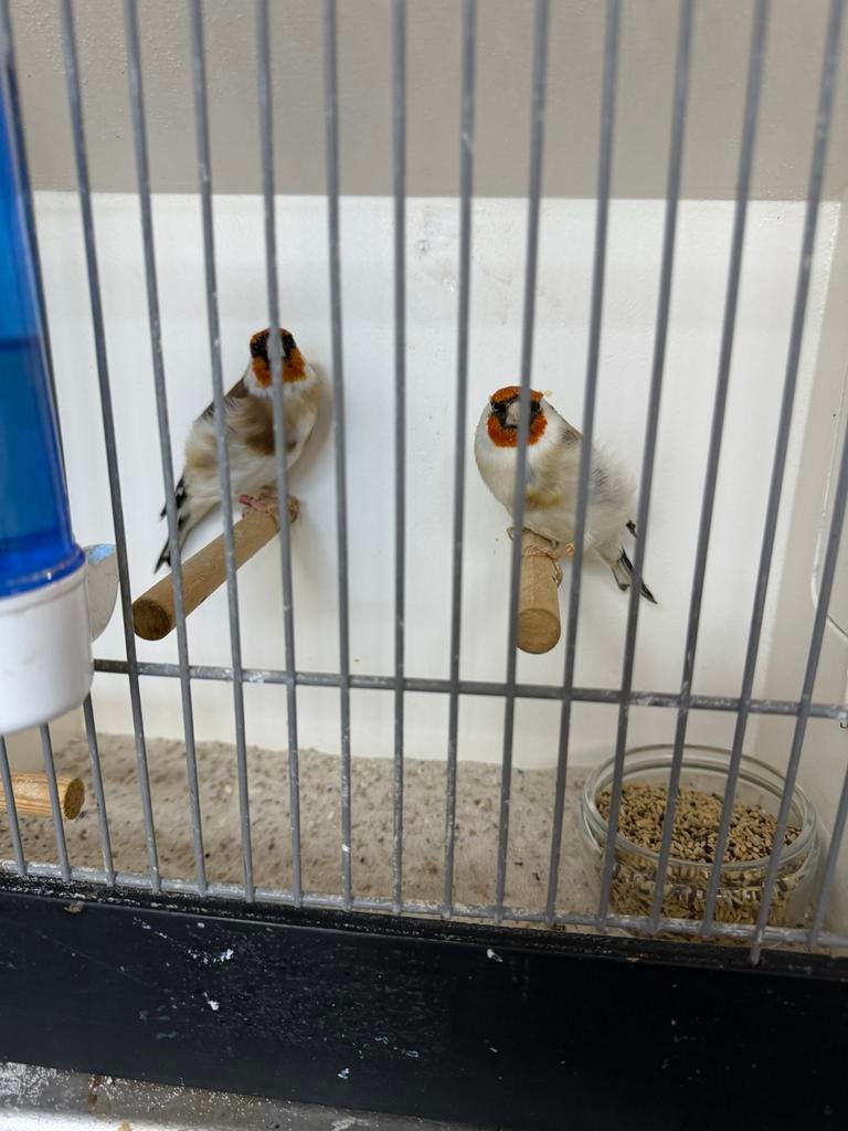 Zeer mooi span majoor putters, Dieren en Toebehoren, Vogels | Overige Vogels, Meerdere dieren, Wildzangvogel