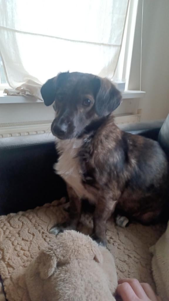 Lieve Sweety zoekt haar Match!, Dieren en Toebehoren, Rabiës (hondsdolheid), Teef, Eén hond, 3 tot 5 jaar