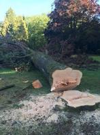 Boom zagen/verwijderen voor het hout, Minder dan 3 m³, Ophalen