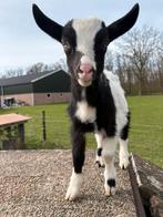 Bonte melkgeiten bokjes, Mannelijk, Geit