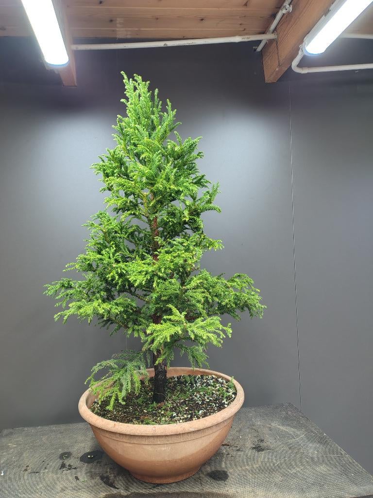 Cryptomeria, Japanse ceder bonsai startplant, Tuin en Terras, Planten | Bomen, Bloeit niet, Minder dan 100 cm, Volle zon, In pot