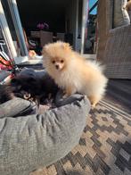 Pomeriaan pup teefje pomeranian  / dwergkees, Dieren en Toebehoren, Particulier, Keeshond, 15 weken tot 1 jaar, Buitenland