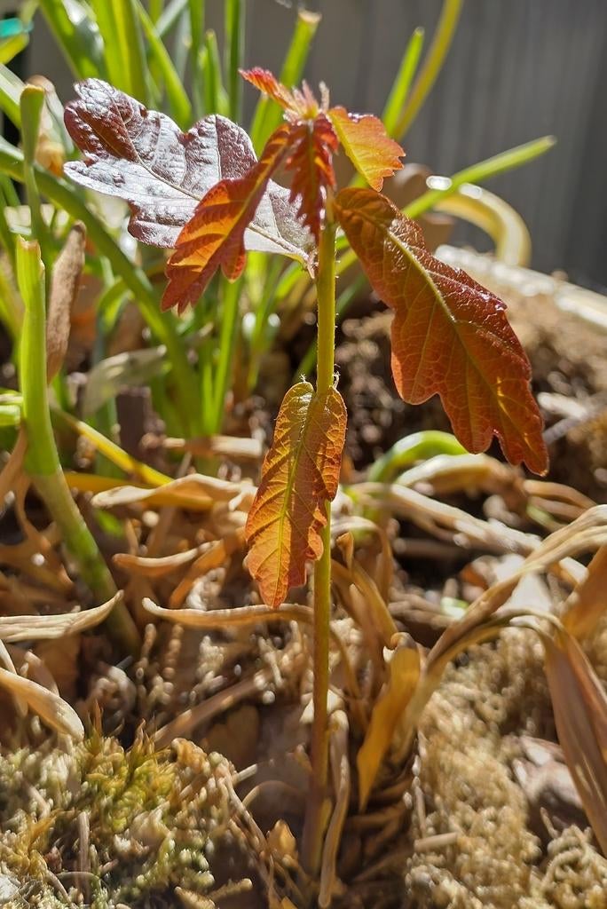 Mini eikenboompje, Tuin en Terras, Planten | Bomen, Ophalen, Volle zon, Overige soorten, Minder dan 100 cm