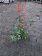 Photinia Red Robin - Glansmispel, Volle zon, Vaste plant, Lente, Ophalen