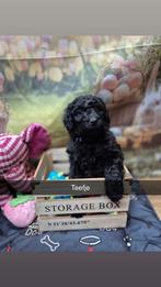 🐶Lieve Medium Labradoodle pups zoeken een liefdevol thuis🐶, Parvo, Overige rassen, 8 tot 15 weken, Meerdere