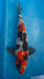 HQ Japanesekoi allemaal met kwekers certificaat 35/55 cm, Dieren en Toebehoren, Karper of Koi