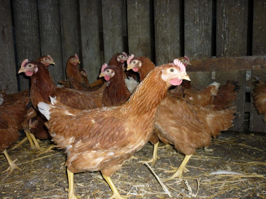 Legkippen te koop, Vrouwelijk, Kip