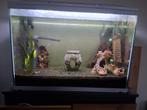 Te koop aquarium inclusief toebehoren en algeneters, Ophalen, Zo goed als nieuw, Gevuld zoetwateraquarium