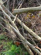 Gratis haardhout, Minder dan 3 m³, Ophalen of Verzenden, Overige houtsoorten, Takken