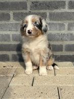 Australian shepherd puppy’s, Parvo, 8 tot 15 weken, Meerdere, Meerdere dieren