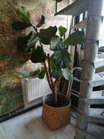 XXL FYCUS LYRATA VIOOL PLANT 175X100 CM INCL MOOIE MAND
Groe, Ophalen, Ficus, Halfschaduw, 150 tot 200 cm