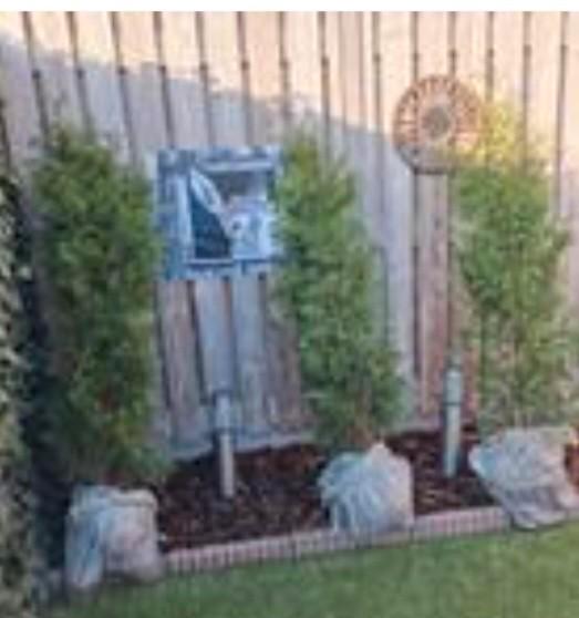 Coniferen groenblijvende aanwinst voor uw tuin, Tuin en Terras, Planten | Struiken en Hagen, Ophalen of Verzenden