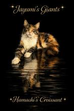 Prachtige maine coon kittens verwacht uit geteste lijnen., Dieren en Toebehoren, Meerdere dieren, Met stamboom, 0 tot 2 jaar