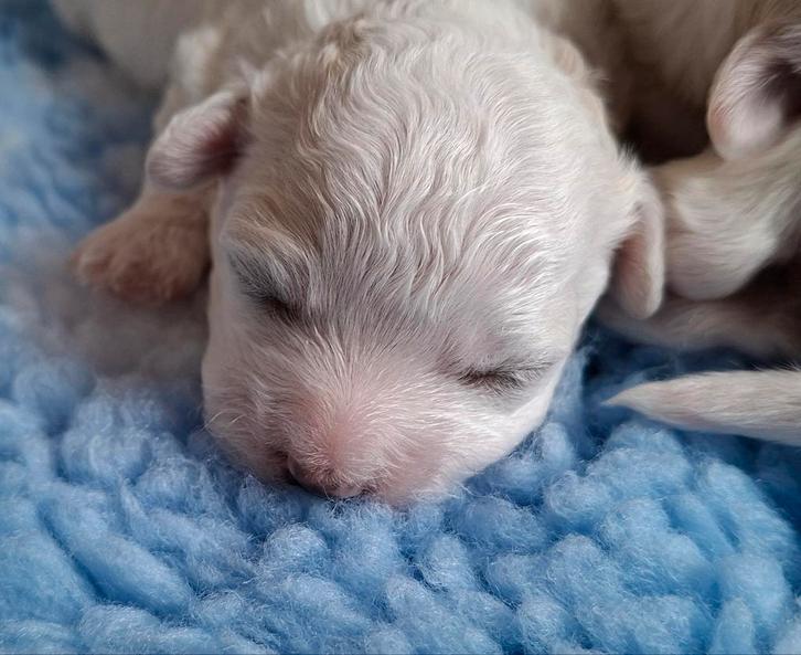 Prachtige Boomer  Malshi pups, Dieren en Toebehoren, Honden | Niet-rashonden, Meerdere dieren, Particulier, Meerdere, Nederland