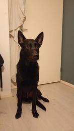 Mechelse Herder (Reu) (5 jaar), Parvo, Reu, Eén hond, 3 tot 5 jaar