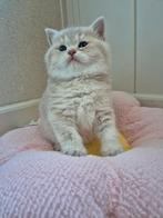 Prachtige raszuivere britse korthaar kittens, Meerdere dieren, Ontwormd, 0 tot 2 jaar
