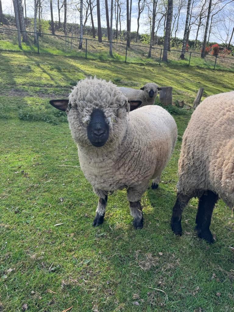 3 keer hampshire down schaap, Dieren en Toebehoren, Vrouwelijk, Schaap, 3 tot 5 jaar
