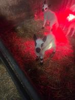 Te 2 fleslammeren kerry hills, Dieren en Toebehoren